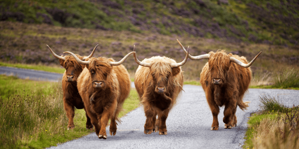 a brown cow walking down a dirt road