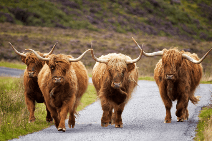 a brown cow walking down a dirt road