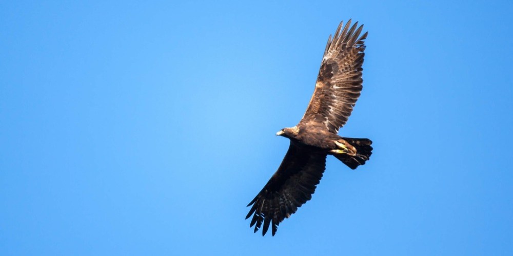 a bird flying in a clear blue sky